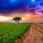 Read more about the article Choosing the Right Plastic for Soil Solarization: