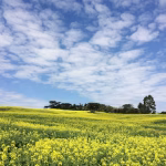 Read more about the article What is cloud seeding?